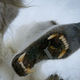 Imagen para el artículo titulado El momento en que un oso polar hambriento trata de abrir una jaula donde se encuentra un camarógrafo de la BBC